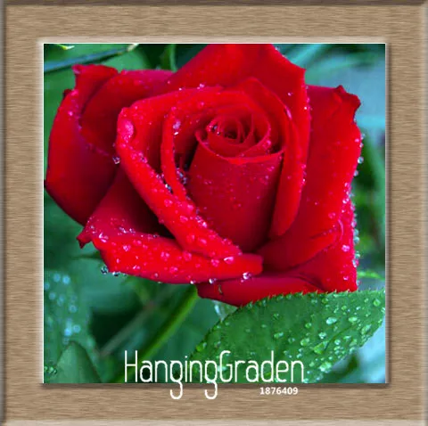 Кол-во продаж! цветочные горшки, 20 видов, 100 шт./упак. радужного цвета, украшенное розами, красивая Роза растения семена бонсай растения Флорес,# YOEXYE - Цвет: 18