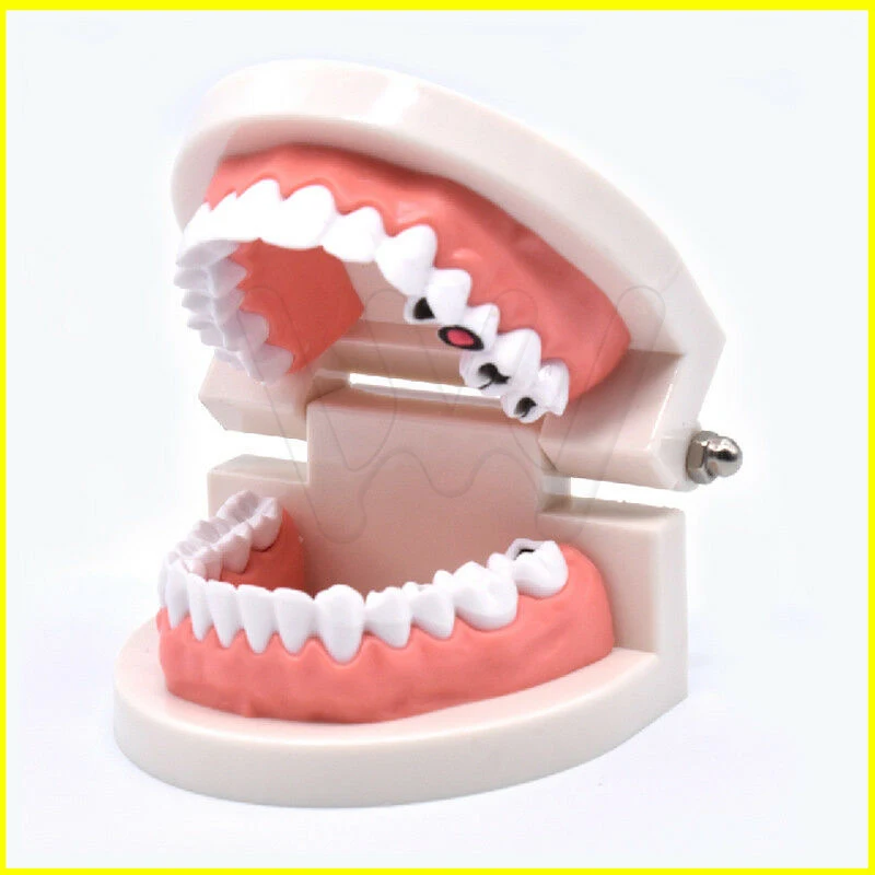 Dental-Study-Teaching-Teeth-Model-Caries-Tooth-Care-_57 (1)