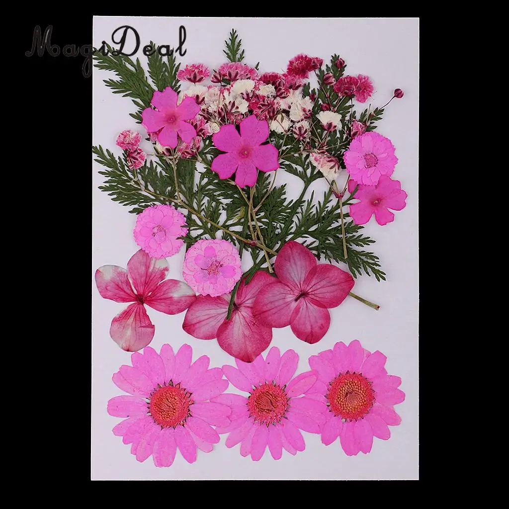 Beautiful Multiple Real Pressed Leaves Natural Dried Flowers for Art Craft Scrapbooking Card Making  Resin Jewelry Craft DIY