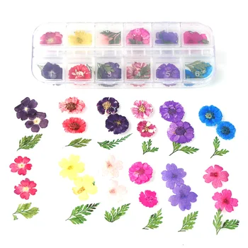 

1 Box Real Dried Daisy Flower Dry Plants For Epoxy Resin Pendant Necklace Jewelry Making Craft DIY Accessories/DIY Nail Art