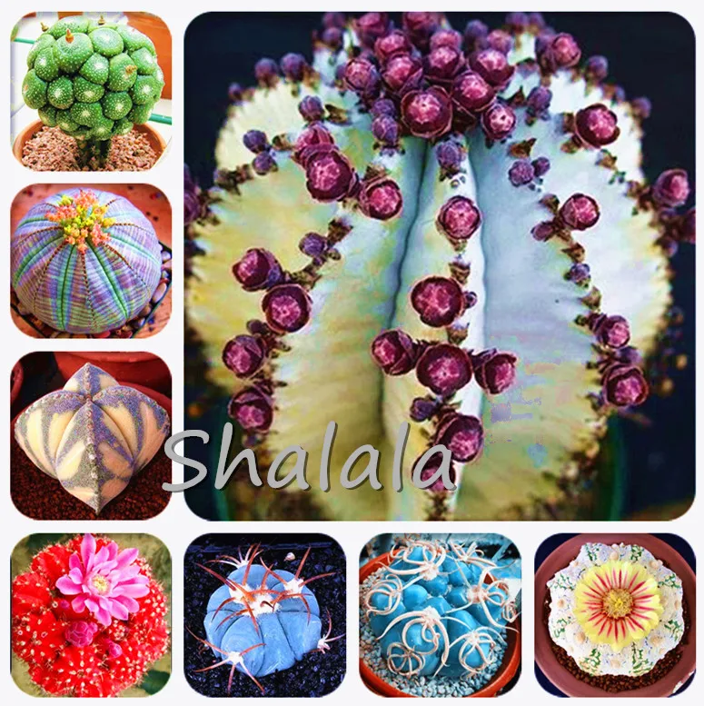 

100 pcs/pack jade conophytum minutum Succulent Plant Fresh Real succulent cactus Lithops Pseudotruncatella bonsai