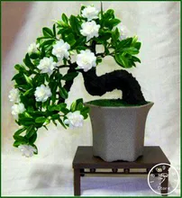 Hot Sale 100 Pcs Gardenia plant Cape Jasmine DIY Home Garden Potted Bonsai amazing smell beautiful