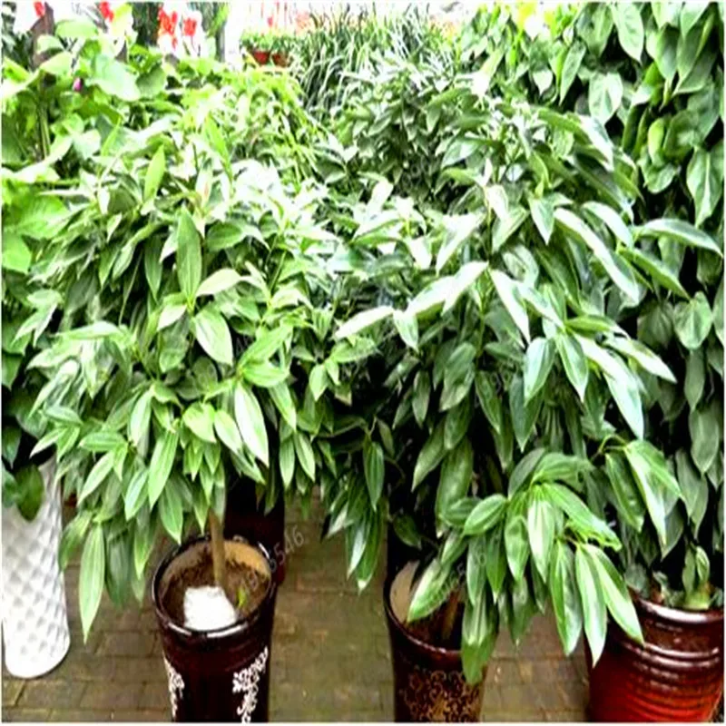 50 Pcs Giant Cinnamon Tree Bonsai Outdoor Evergreen Fragrant Plant
