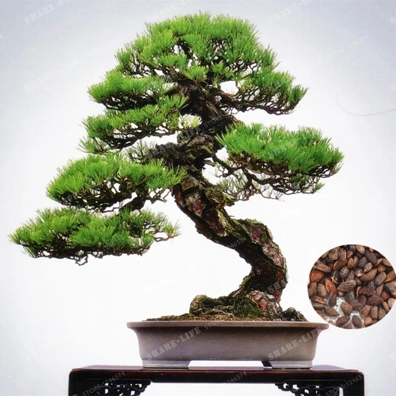 

50 Pcs Japanese Black Pine Tree Bonsai Pinus Thunbergii Bonsai Plant For Balcony Fresh Air Landscape Home Outdoor Garden