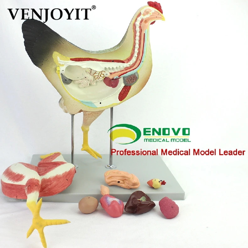 鶏解剖モデル畜産オルガン内臓筋肉神経家禽獣医学習動物解剖学 Tool Parts Aliexpress