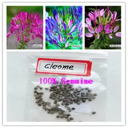 100 шт. цветок Cleome смеси органических (Cleome Спиноза) годовой бонсай растения для дома и сада двор для 2019 рост Cleome Hasslerian
