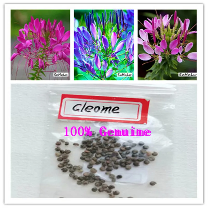 

100pcs Flower Cleome Mix Organic (Cleome spinosa) Annual Bonsai Plants Home Garden Courtyard for 2019 growing Cleome Hasslerian