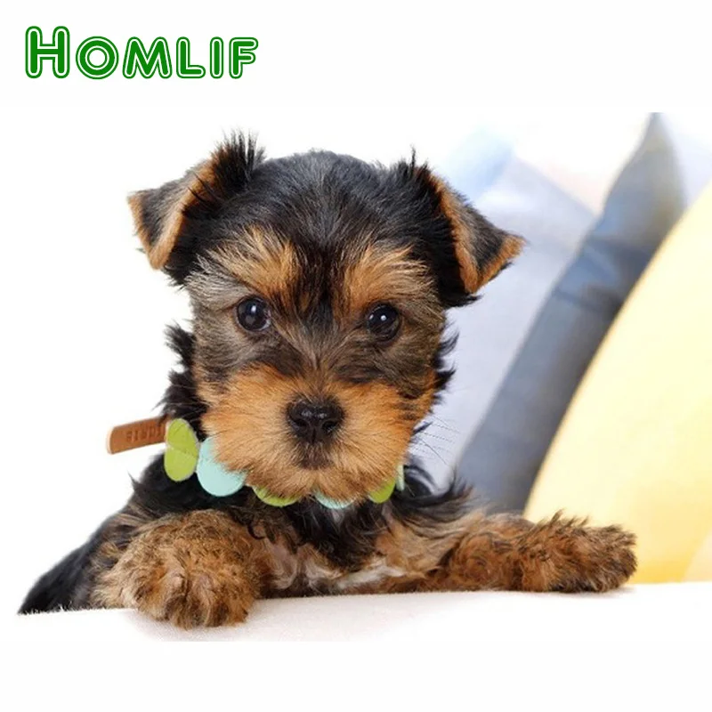 йоркширские терьеры отзывы плюсы и минусы