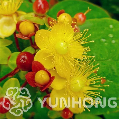 

100pcs Hypericum Bonsai Flower Bulbs Perennial Garden Decoration Plants Outdoor Bonsai Sementes Flores Bonsai Japan Rare Kid