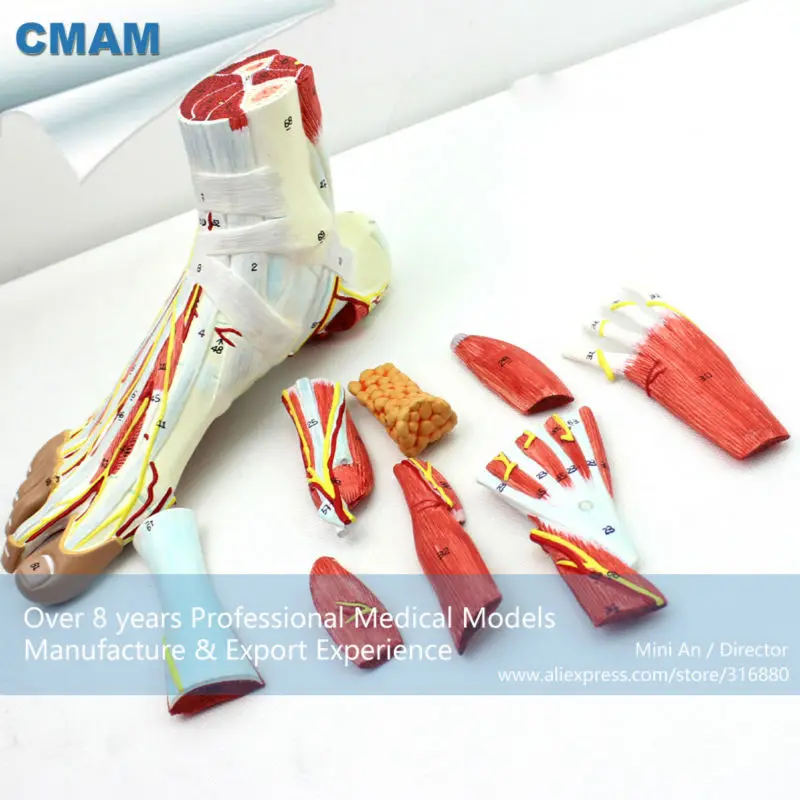 12035 CMAM-MUSCLE11 Medical Anatomical Foot Model with 9-Parts Removabe Muscle and Vessels 12035 CMAM-MUSCLE11 Medical Anatomical Foot Model with 9-Parts Removabe Muscle and Vessels