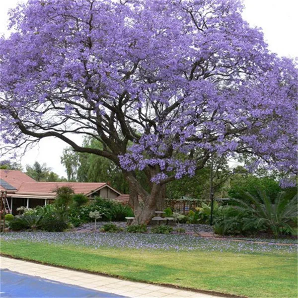20 قطعة ترقية! شجرة بونساي زهرة الأزرق PurpleJacaranda Mimosifolia شجرة شجيرة حديقة سهلة تنمو بقاء معدل مرتفع جدا 20 قطعة ترقية! شجرة بونساي زهرة الأزرق PurpleJacaranda Mimosifolia شجرة شجيرة حديقة سهلة تنمو بقاء معدل مرتفع جدا