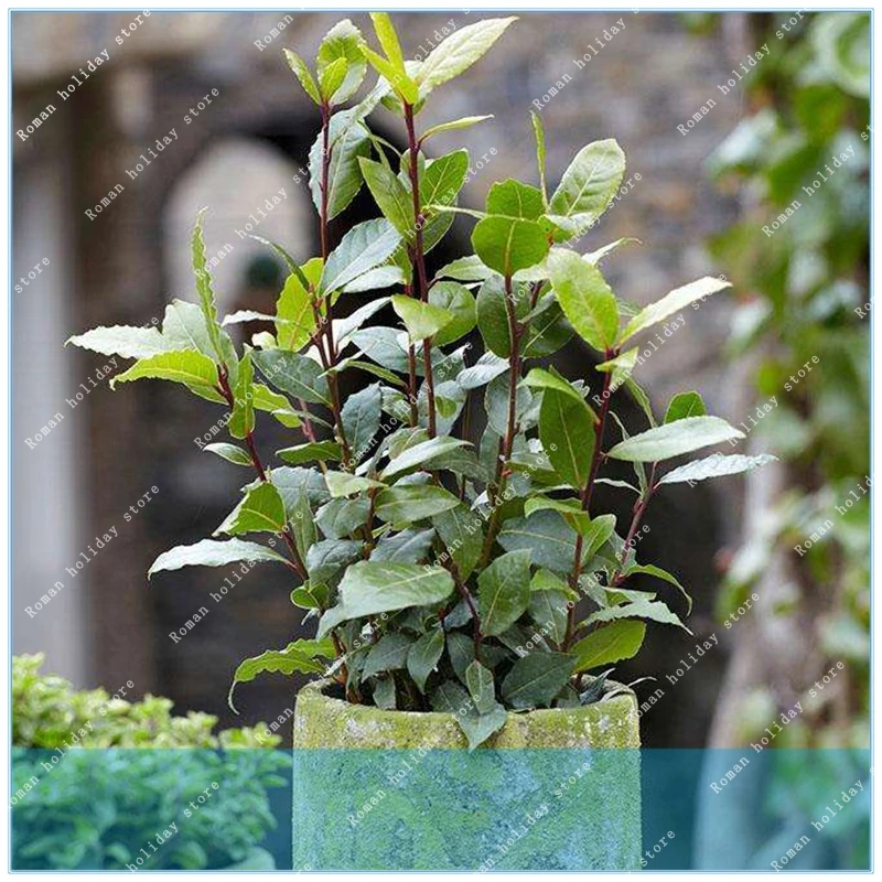 

ZLKING Rare Flowers Kalmia latifolia 20pcs Mountain Laurel Home Garden Bonsai Plant DIY Very Easy to Plant