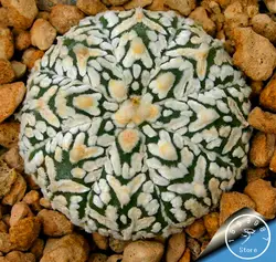 Акция! 100 шт./пакет мини-кактус plantas (Astrophytum) суккуленты растения бонсай DIY для домашнего сада Редкие цветок Флорес, # COCEJT