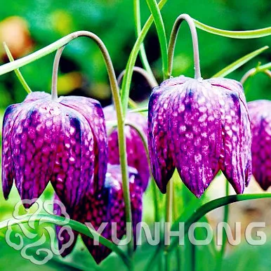 

Mixed Snake's Head Persian Fritillary Bonsai Fritillaria meleagris Mixture Bonsai Easy To Grow Home Garden Cover Plant 100PCS