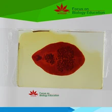 Parasitology microscope prepared slide set (42 pcs)