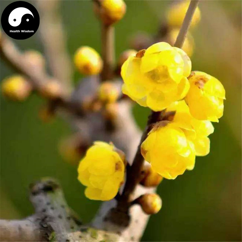 

Buy Winter Sweet Prunus Mume Tree Semente 30pcs Plant Yellow Plum Blossom La Mei