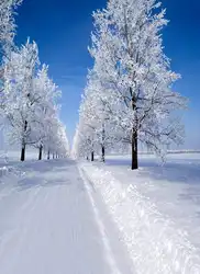TR зимний фон для фотосъемки Снежный мир белая сосновая елка снежная дорога Рождественский фон для фотостудии фон