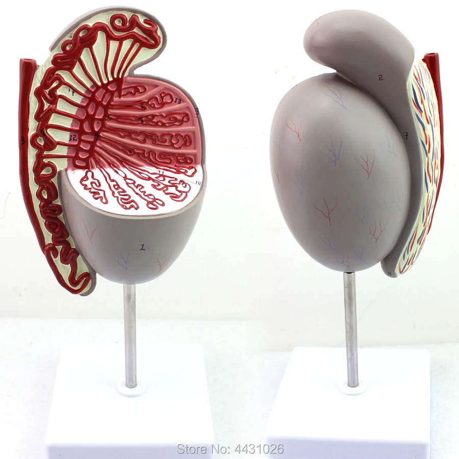 ENOVO A new model of testicular structure of testicular structure of testicular structure