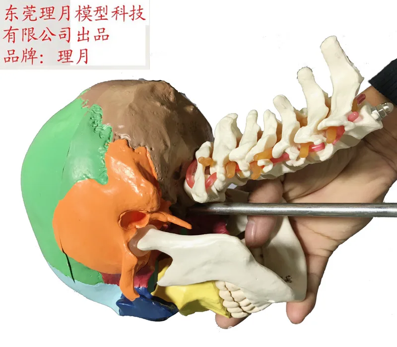 Цвет Череп с Tibial модели позвонков взрослых головы образец черепа спецодежда медицинская учебные пособия