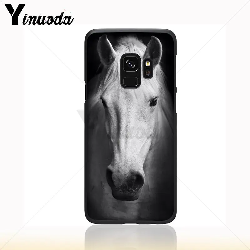 horse animal