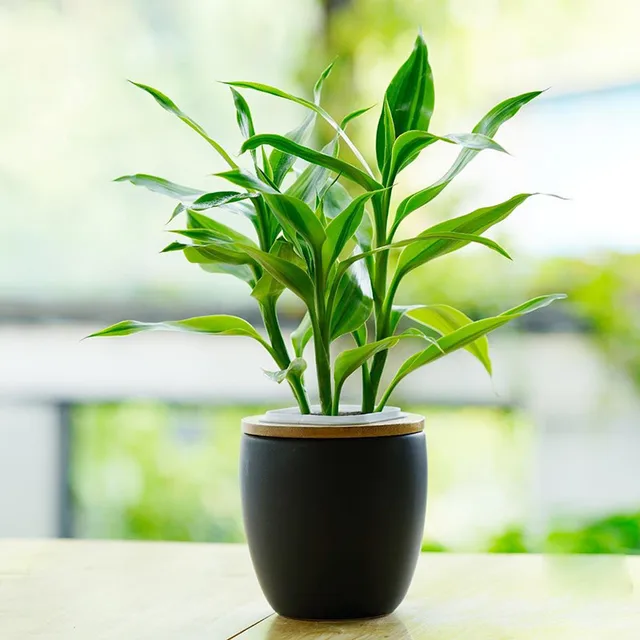 A Pack 60 Pcs Dracaena Seeds Potted Balcony Lucky Bamboo Plants A Pack 60 Pcs Dracaena Seeds Potted Balcony Lucky Bamboo Plants Radiation Absorption Stem Plant