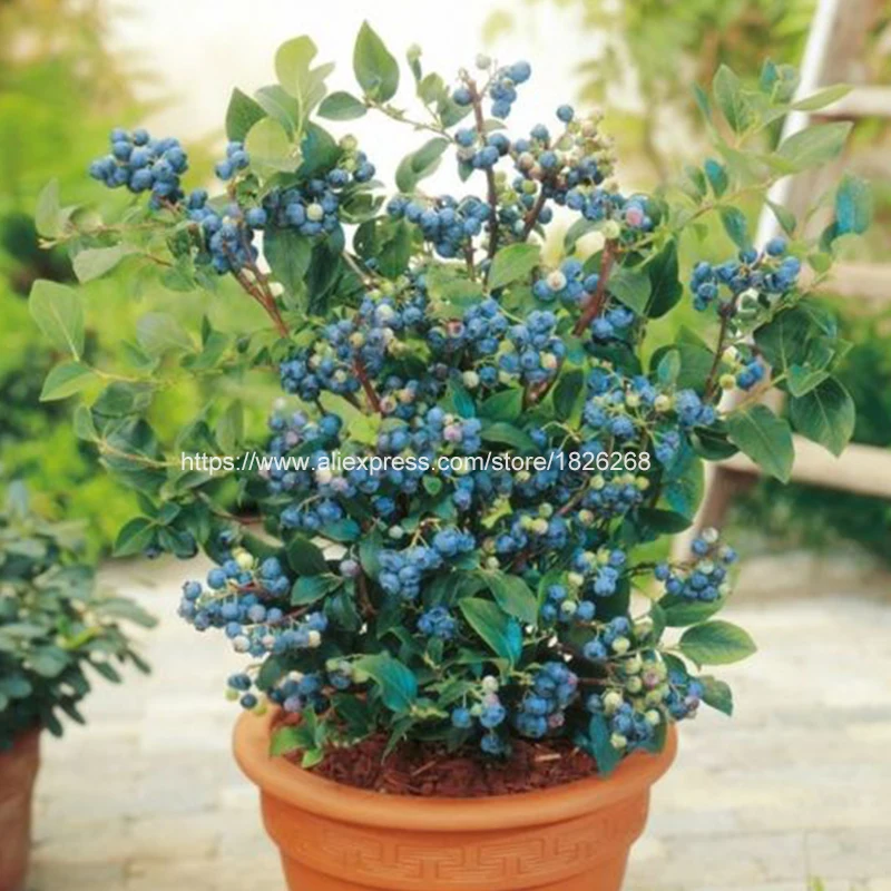 

30Pcs Blueberyy seedplants Fruit Bonsai Delicious Edible Organic Blueberry Tree Plant Potted DIY Home Countyard Garden