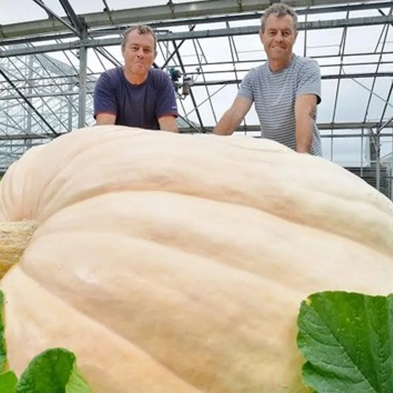 20pcs Giant Pumpkin Plants Super Large Gourd Vegetable Home Garden