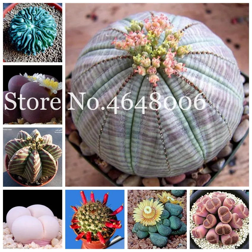 

100 Pcs Mix Lithops Bonsai Living Stones Succulent Cactus Organic Garden Bonsai For Indoor Suculentas Perennial Angiosperm Plant