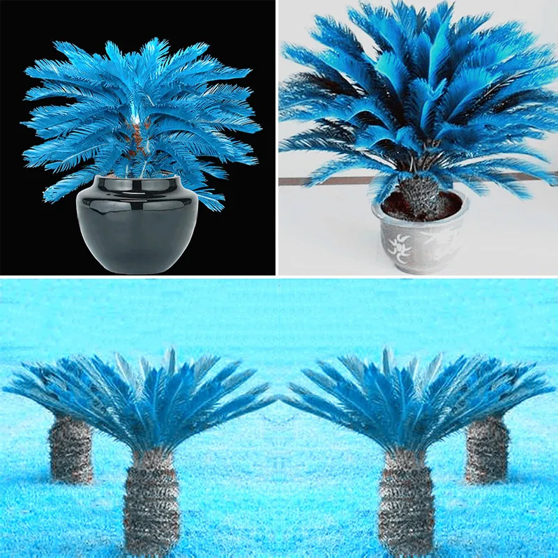 New Arrival 10 pcs blue Cycas, mini Sago Palm Tree .bonsai flower, budding rate 97% rare room potted plant for home garden