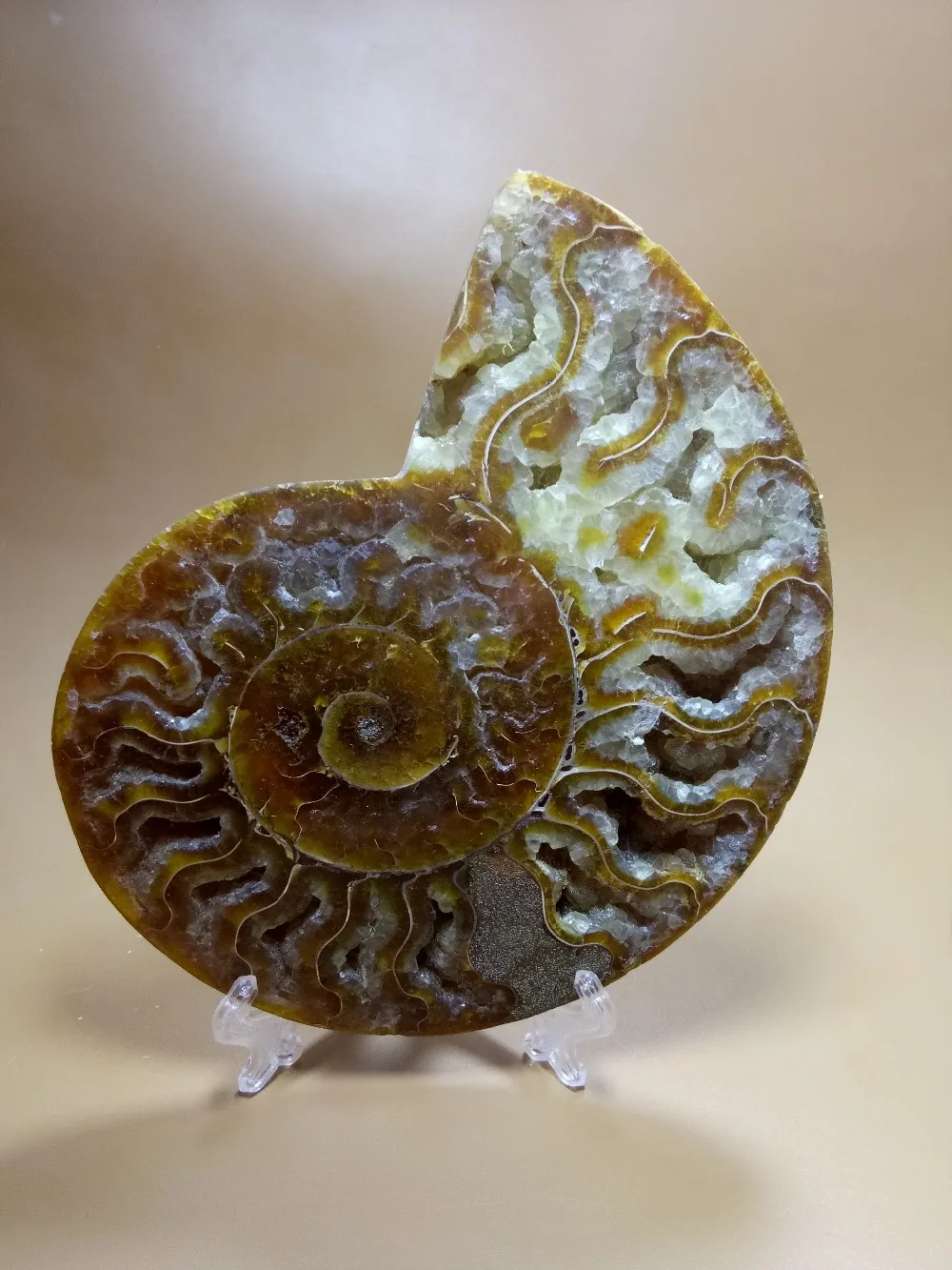 

300g FOSSILIZED color SNAIL AMMONITE MINERAL MULTI COLOR FIRE