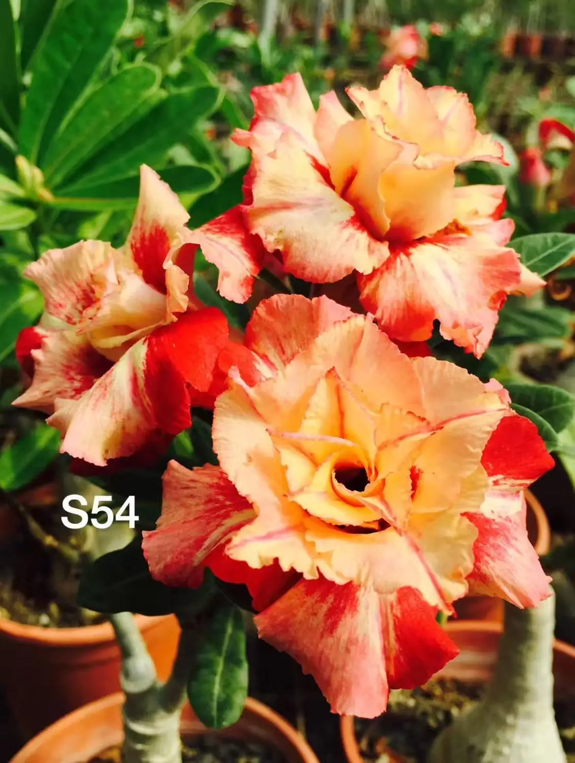 

100% Real Color * Fresh Adenium Obesum semillas - Bonsai Desert Rose Flower Plant semillas sementes ( No. S54 )