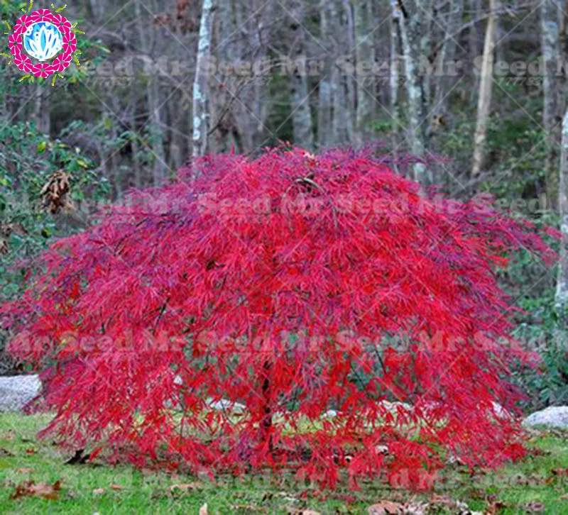 20pcs rare dwarf weeping japanese maple tree seeds garden ornamental tree species perennials 20pcs rare dwarf weeping japanese maple tree seeds garden ornamental tree species perennials