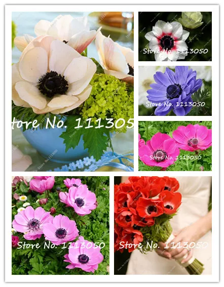 

100 pcs/ bag Color Anemone Flower Home Decoration Bouquet Garden Plant Bonsai Gift For Friend High Harvest Home Garden