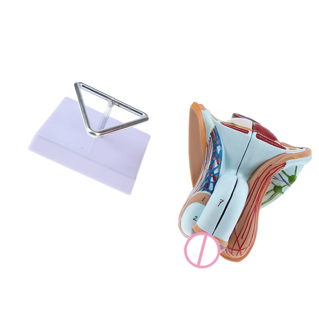 1:1 Male Genital Testis Scrotum Anatomical Model Genitourinary Medicine School Student Teacher Teaching Aids Lab Supplies