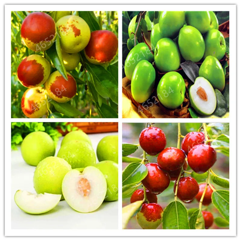 

10 Pcs Jujube Bonsai Chinese Taiwan Big Jujube Bonsai Fruit Tree Bonsai Rare Tropical Fruit Bonsai DIY Home Garden Potted plant