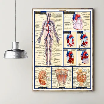 

Chart Human Body Anatomy Art Canvas Poster Prints Home Wall Decor Painting 20x30 Inches