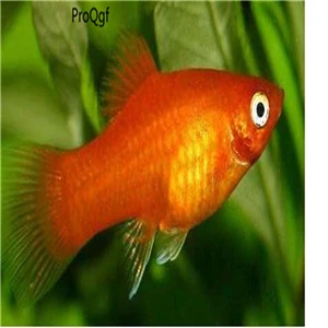 Xiphophorus maculatu Ngryise 50 Шт Набор Aplocheilichthys Normani - Цвет: Xiphophorus maculatu