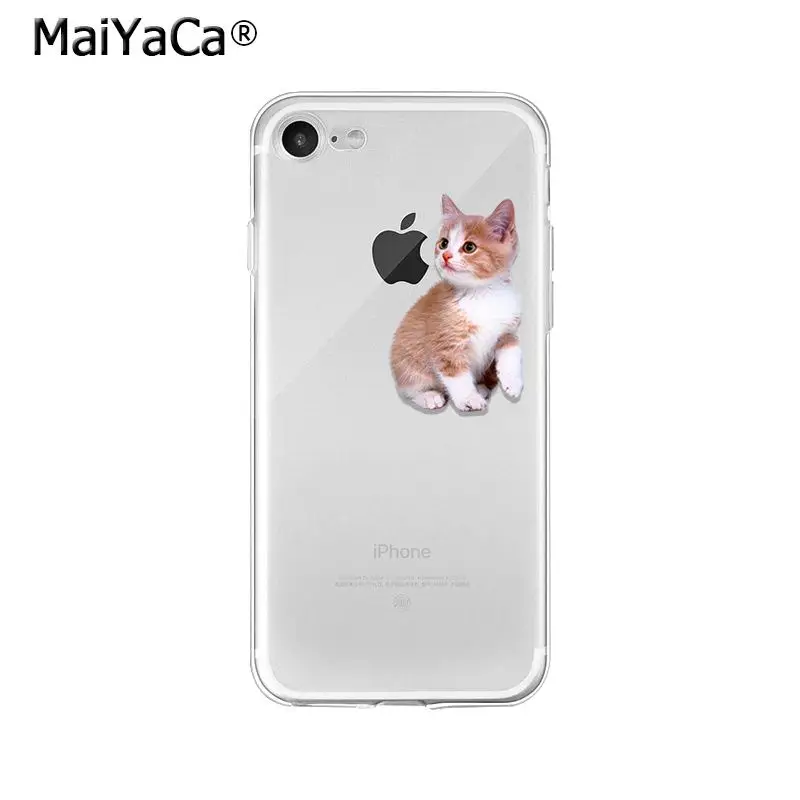Cute Cat Kitten