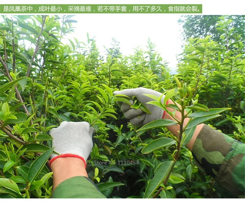 New spring Grade Phoenix single longitudinal tea,250g Oolong light Fragrance 100%natural reduce weight Chinese tea,green food New spring Grade Phoenix single longitudinal tea,250g Oolong light Fragrance 100%natural reduce weight Chinese tea,green food