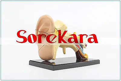 

Human Anatomical Ear Auricula Structure Organ Viscera Medical Teach Art Model School Hospital