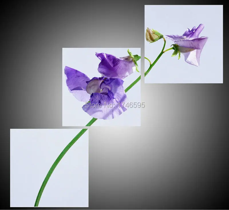 lavender phalaenopsis butterfly orchid