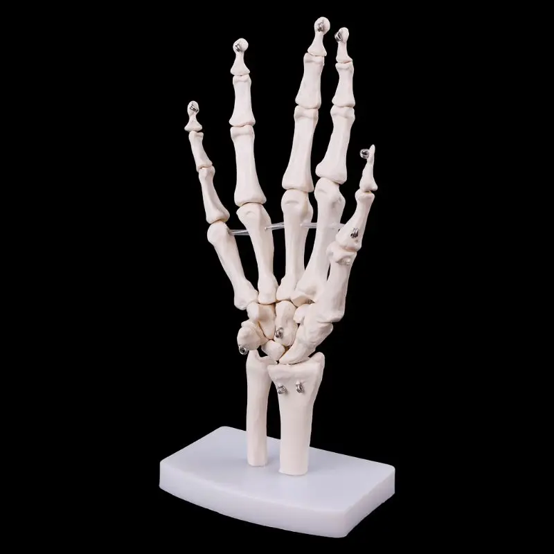 Новинка! анатомическая модель скелета для ручного сустава, медицинский анатомический инструмент для исследования, в натуральную величину