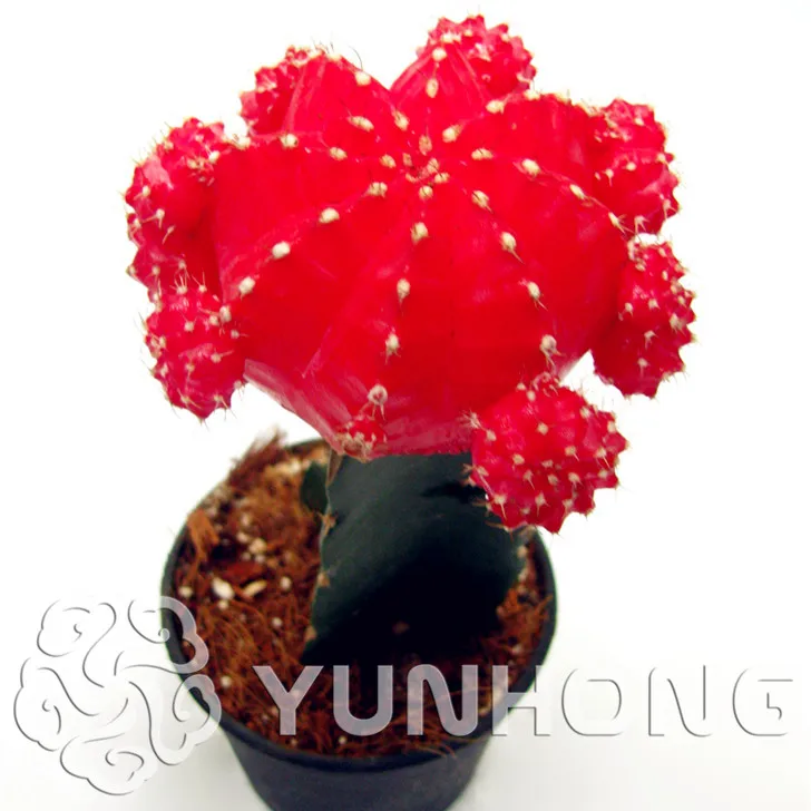 

Best-Selling! Mini Cactus Red Peony Bonsai (Red Peony) Succulents Plants Bonsai DIY home garden Rare flower Flores 100PCS
