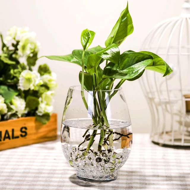 Dinosaur Egg Simple Transpa Vase Hydroponic Lucky Bamboo Green Dinosaur Egg Simple Transpa Vase Hydroponic Lucky Bamboo Green Dill Water For Gl Plant Pots
