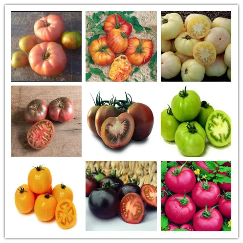 

multi colorTomato Plant, Balcony Sweet Fruits Vegetables Potted Bonsai, Home Garden Bonsai Succulent Plants 200pcs