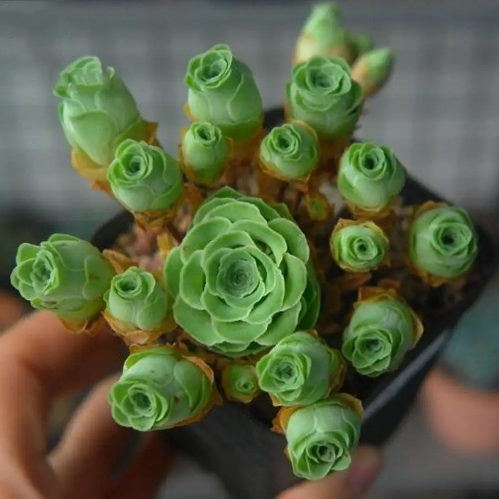 

AUGKUN 80 PCS/Set Succulent Seedsplants Sun Fire Festival Mini Greenovia Mountain Rose Succulent Plant meaty plant Flower Bonsai