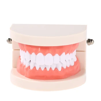 

Teeth Model Child Teeth Teaching Model Adult Teeth Gums Standard Demonstration Tool Cleaning Teaching Model