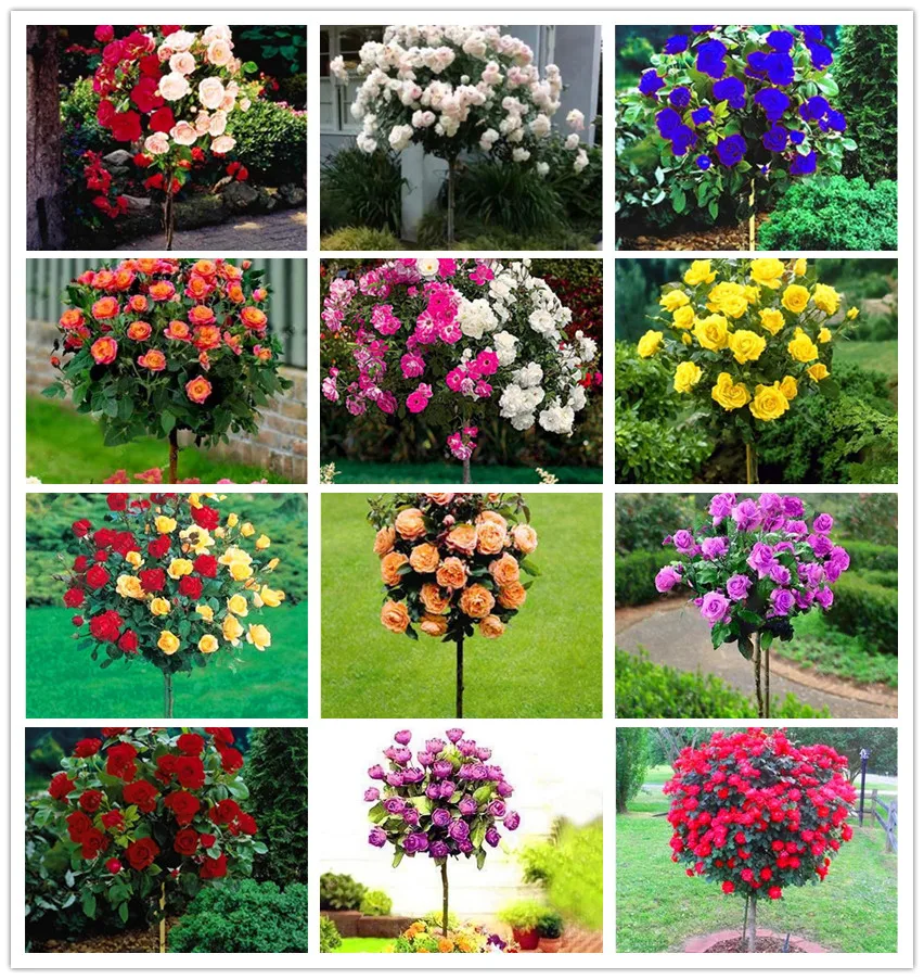 

100pcs/Bag Rare Mixed Colors Rose Tree Garden Rainbow Rose Flores Bonsai Flower Plantas Rose Rare Balcony Plant For Home Garden