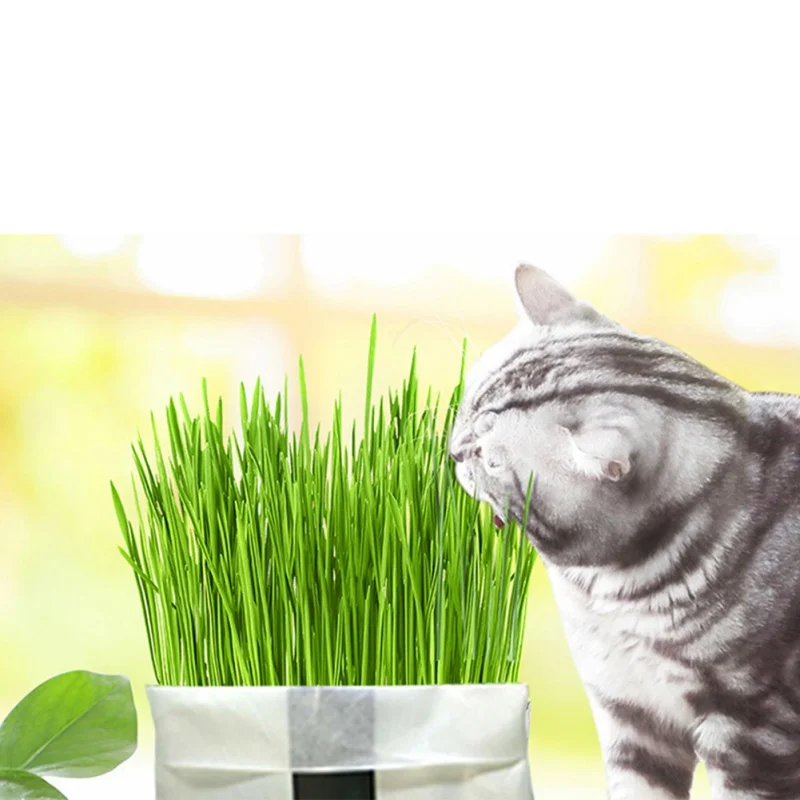 N Cat Grass Soilless Culture Kit- Seeds And Flowerpot Pet Soilless Cultivation Cat Grass To Hair Ball To Help Digest Cat Stomach