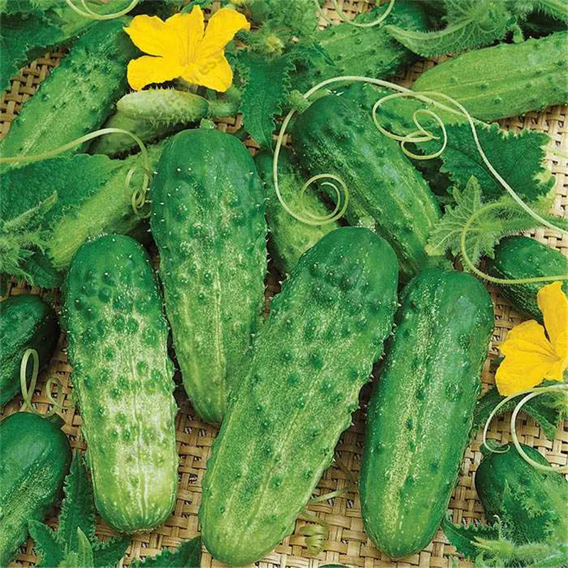 Buy 20 Pcs Mini Japanese Cucumber Seeds Free Shipping
